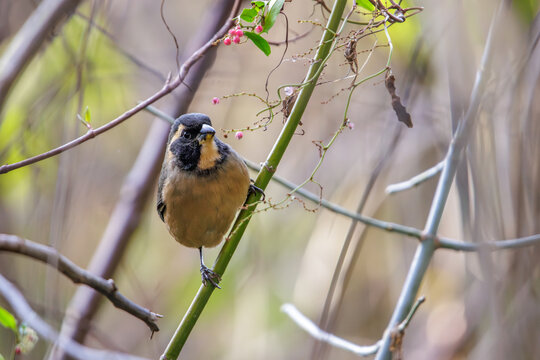 Male golden-billed saltator (Saltator aurantiirostris) perched on a branch.