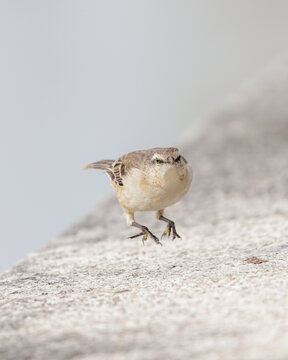 Chalk-browed Mockingbird (Mimus saturninus) walking on a wall.