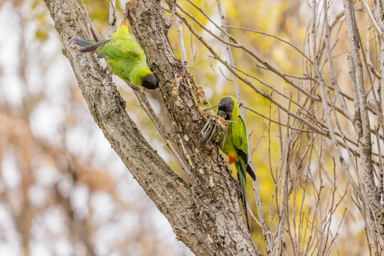 Two Nanday Parakeets (Aratinga nenday) perched on a tree branch.