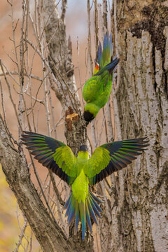 Two Nanday Parakeets (Aratinga nenday) perched on a tree branch.