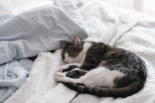 A cozy scene: a tabby-and-white cat sleeps peacefully on a textured white blanket, curled up in a ball. A light blue pillow adds a soft touch to the serene bedroom setting. pet themes.
