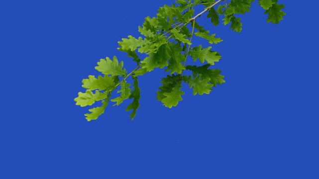 Green oak branch with lush leaves isolated on blue background.