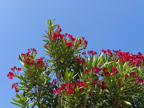 Nerium Oleander shrub with vibrant red flowers.
