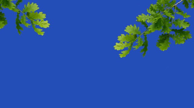 Green oak branch with lush leaves isolated on blue background.