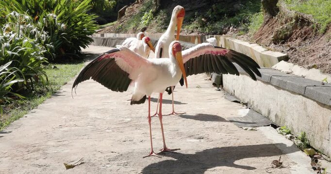 White stork spreading wings on sunny path, dramatic wildlife moment in natural light.