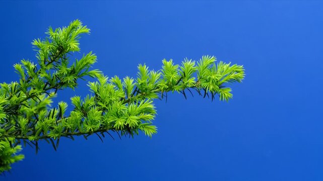 Fresh green larch branch with young needles on blue background.
