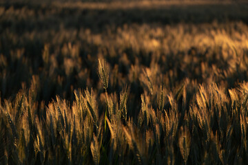 Fototapeta premium Calm and serene wheat field scene during golden hour.