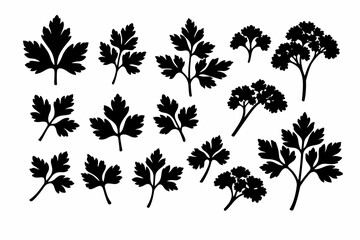 Black Silhouettes of Various Parsley Leaves and Sprigs Isolated on a White Background. Simple Flat Vector Illustration Set of Fresh Culinary Herbs like Cilantro, Coriander, and Garden Parsley. © Usman