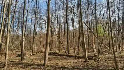 Las w wiosennym słońcu  © WalDec