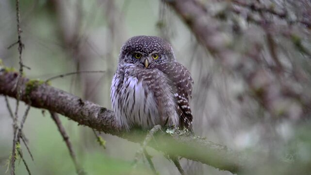 Eurasian pygmy owl (Glaucidium passerinum) in its natural environment
