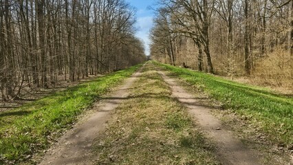 Leśna droga  © WalDec
