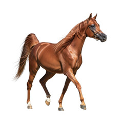Obraz premium Chestnut Arabian Horse Trotting Black Background