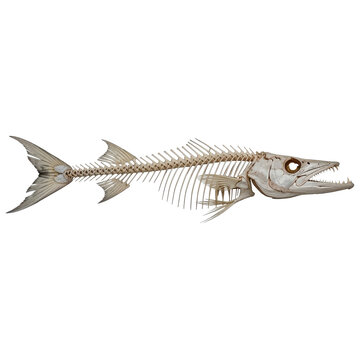 Barracuda Skeleton Isolated Black Background