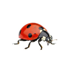 Fototapeta premium Ladybug macro insect black background