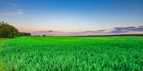 Obraz premium Vibrant green field stretches under soft twilight sky