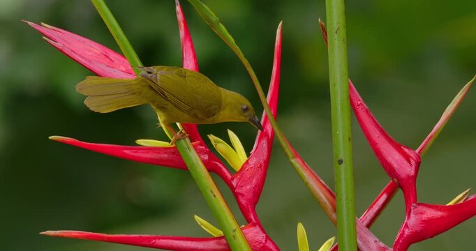 Olive-green tanager (Orthogonys chloricterus) drinking nectar from a heliconia flower in atlantic rain forest Brazil 