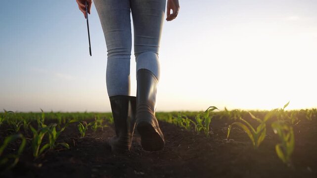 Agriculture. farmer woman with tablet in boots working in field with corn. agriculture business farm concept. close-up of a farmer walking through rows of corn sprouts in lifestyle a field at sunset
