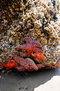 Colorful sea stars and green sea anemones on tide-covered rocks at low tide, Cannon Beach, Oregon. Close-up view of marine life on the Pacific Northwest coast.
