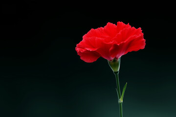 Obraz premium Single Red Carnation Flower against a Dark Green Background, Elegant Floral Still Life for Mother's Day