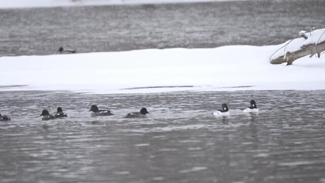Common Goldeneye ducks in slow motion on a snowy winter pond, diving and shaking off water.

