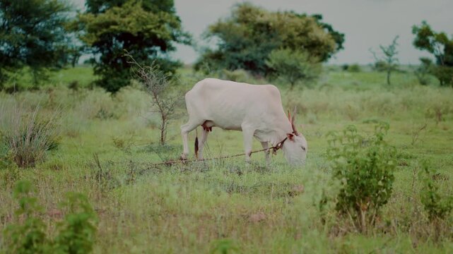 White Cow Grazing in Green Field in Rural Indian Village with Natural Landscape
