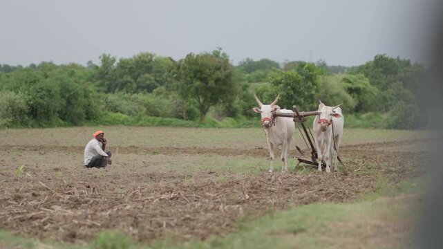 Indian Bullocks Plowing Field with Traditional Farming Method in Rural Village