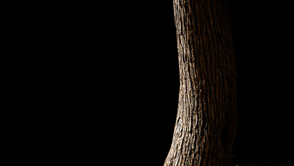 tree in the night © Carson