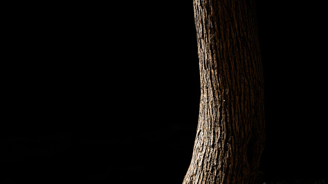 tree in the night