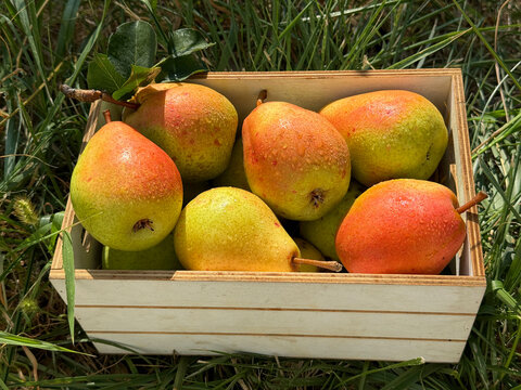 Pears forelle juicy sweet fruits.