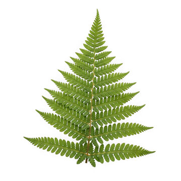 Green fern leaf with delicate fronds isolated on transparent background
