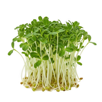 Fresh alfalfa sprouts growing in a healthy cluster