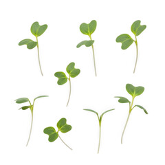 Obraz premium Group of small green clover plants growing in a row on white background