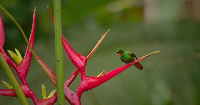 Brazilian Ruby Hummingbird Drinking Nectar from Heliconia Flower in Tropical Rainforest