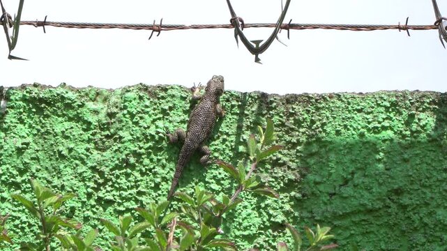 Small iguana on wall in urban setting