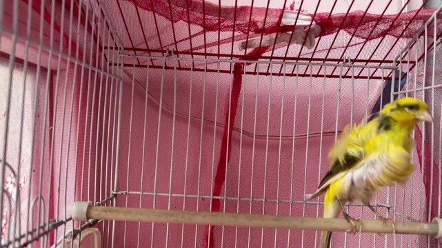 Yellow bird sitting inside a metal cage near a building structure with green fence and net surroundings