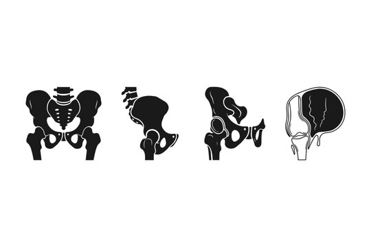 Pelvis Anatomy Views
