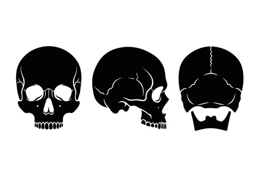Human Skull Views Silhouette