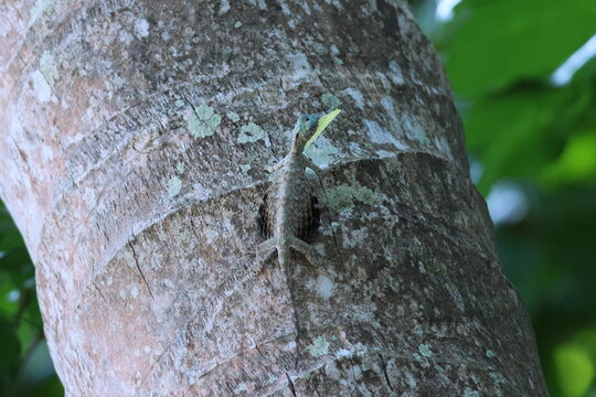 Draco sumatranus l&eacute;zard volant accroch&eacute; &agrave; un tronc d&rsquo;arbre