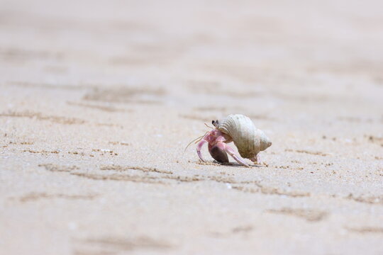 Bernard-l&rsquo;hermite marchant sur sable en macro minimaliste