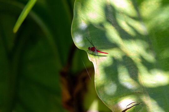 Dragonfly Resting on Aquatic Banana Leaf in Natural Wetland Environment