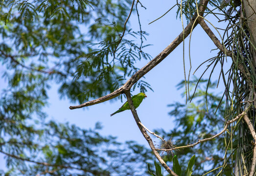 Plain Parakeet Resting on Tree Branch.	
