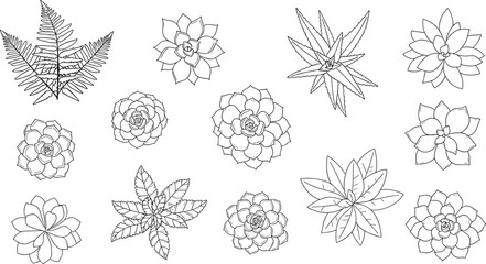 Black and White Succulent and Fern Plant Icon Set Featuring Detailed Drawings of Cacti, Aloe, and Succulent Varieties for Botanical Design © MD