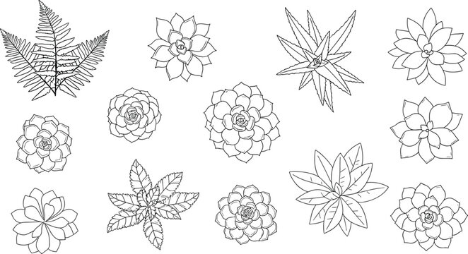 Black and White Succulent and Fern Plant Icon Set Featuring Detailed Drawings of Cacti, Aloe, and Succulent Varieties for Botanical Design