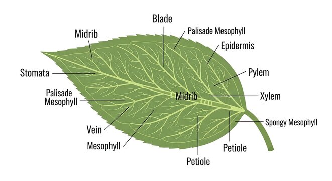 Anatomical illustration of a plant leaf, detailing its various parts including the midrib, veins, epidermis, mesophyll layers, stomata, and petiole.