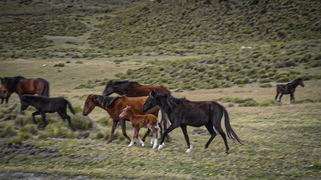 cavallo con puledro