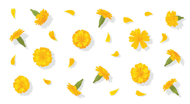 Radiant yellow flowers and delicate detached petals are meticulously arranged in a balanced pattern across a clean white background with soft drop shadows.