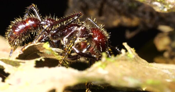 Bullet Ant, (Paraponera clavata) one of the biggest Amazonian ants and famed for its sting, at 4 on the Schmidt pain index. In Napo province, Ecuador. 


