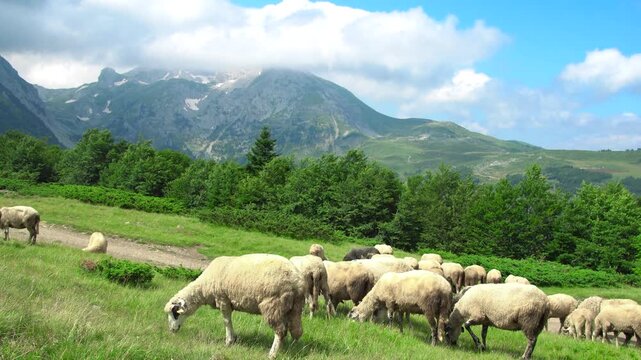 Sheep grazing on a green hillside meadow with clouds over rocky mountain peaks in the Swiss Alps, Switzerland.
