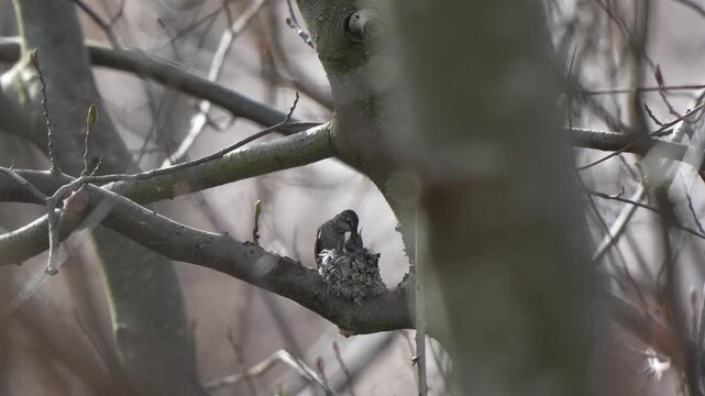 An environmental view of an Anna's hummingbird feeding her two new chicks in the nest