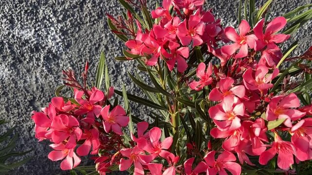 Nerium oleander with beautiful pink flowers close up in Tenerife,Canary Islands,Spain, 4K.